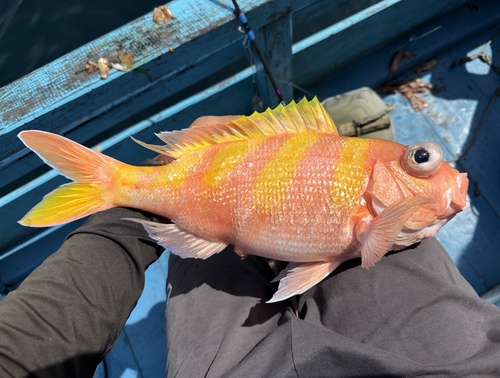 Banded flower snapper (Pristipomoides zonatus) — Lutjanidae — 2
