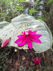 Passiflora antioquiensis