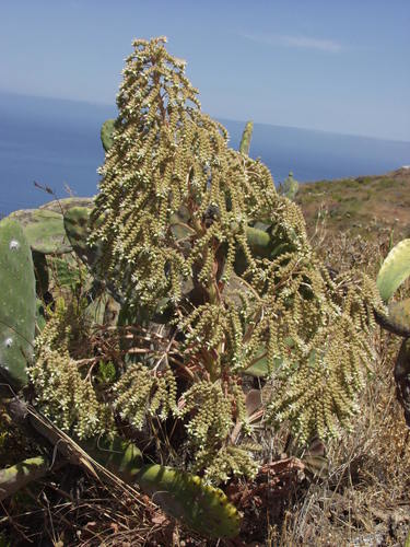 Aeonium hierrense image