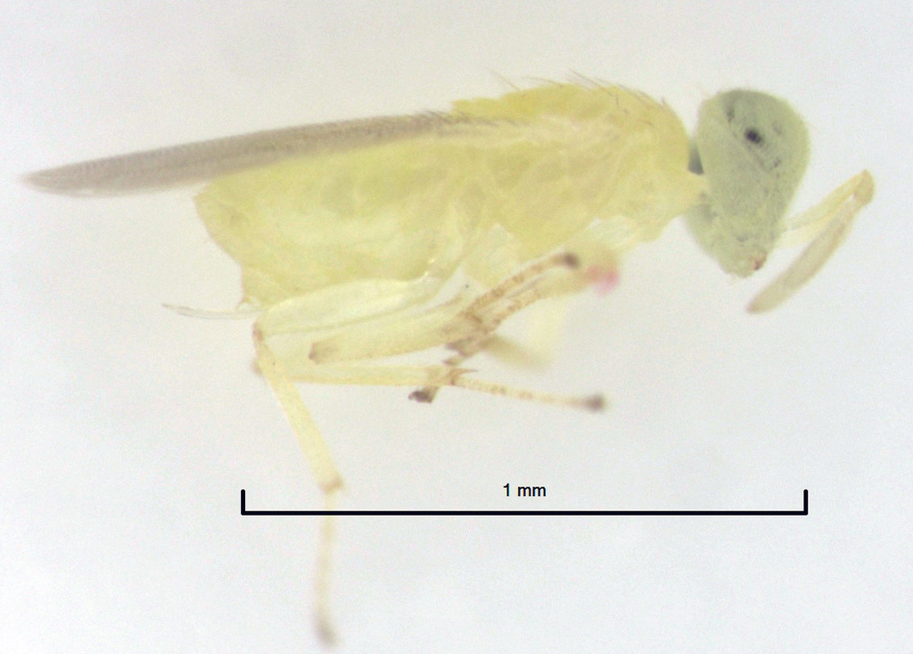 Aphelinus subflavescens