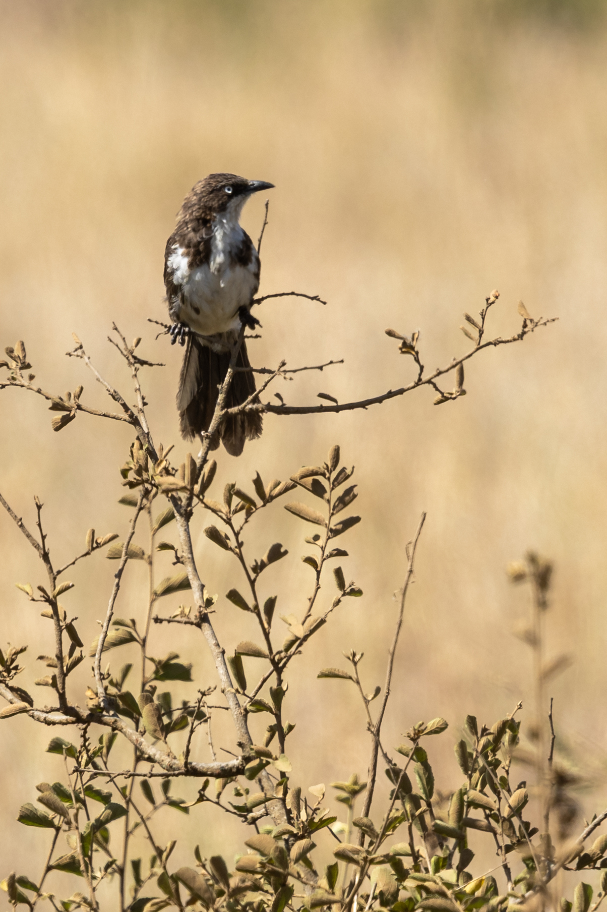 Northern Pied Babbler (Turdoides hypoleuca), photo 1