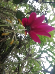 Passiflora antioquiensis