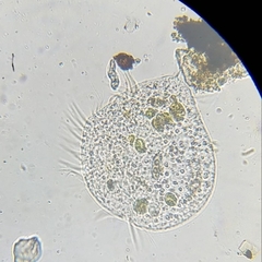 Spirotrichea