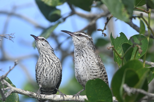 Yucatan Wren (Campylorhynchus yucatanicus), photo 8