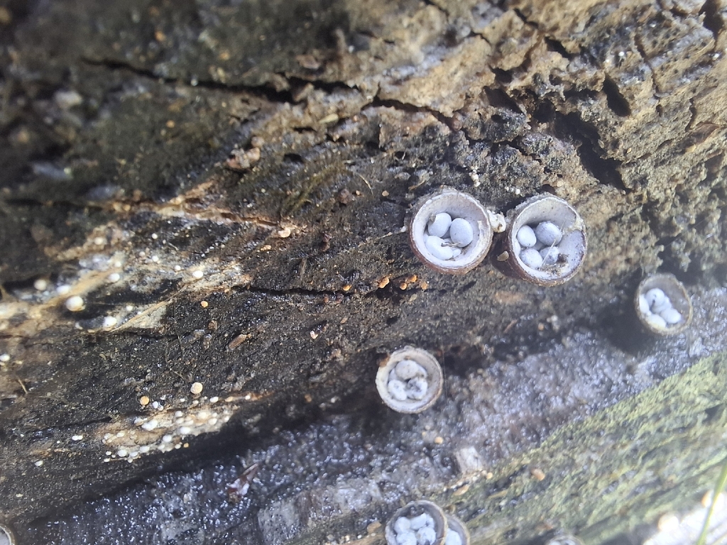 Crucibulum simile · December 2025 · photo: © armillariabianca (iNaturalist, cc0)