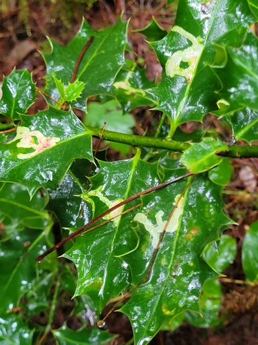 Unknown species found near Woodinville, WA 98077, USA