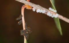 Endromis versicolora