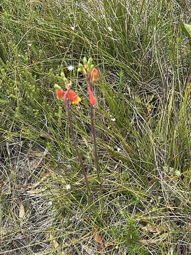 Blandfordia nobilis (Blandfordia nobilis)