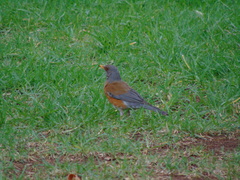 Turdus rufopalliatus