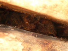 Nyctinomops laticaudatus