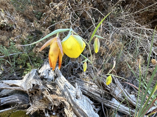 The Cedars fairy-lantern (Calochortus raichei)
