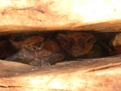 Nyctinomops laticaudatus