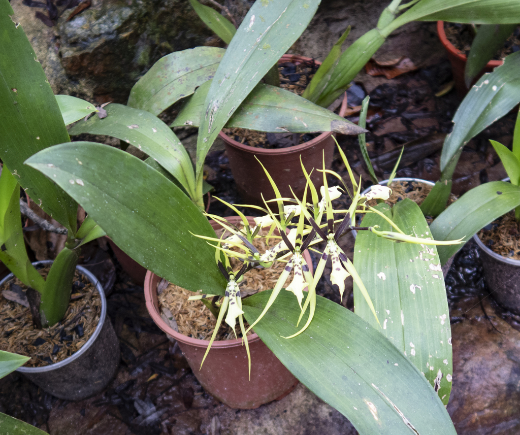 Brassia wageneri Rchb.f. 2