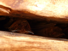 Nyctinomops laticaudatus