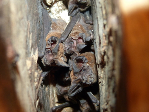 Broad-eared Bat