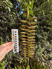 Vriesea macrostachya, photograph (c) Emmett Serrano, some rights reserved (CC BY)