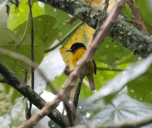 Strange Weaver (Ploceus alienus), photo 3