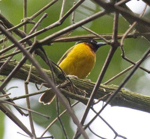 Strange Weaver (Ploceus alienus), photo 2