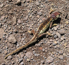 Trioceros sternfeldi