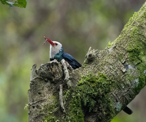White-headed Wood Hoopoe (Phoeniculus bollei), photo 7