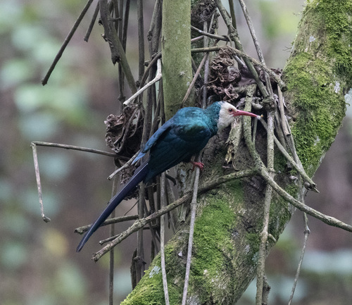 White-headed Wood Hoopoe (Phoeniculus bollei), photo 8