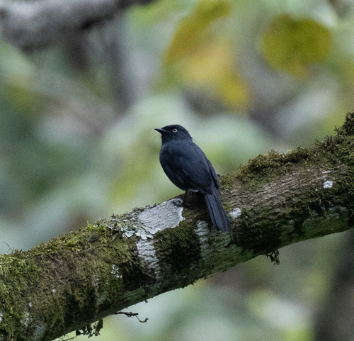 Yellow-eyed Black Flycatcher (Melaenornis ardesiacus), photo 4