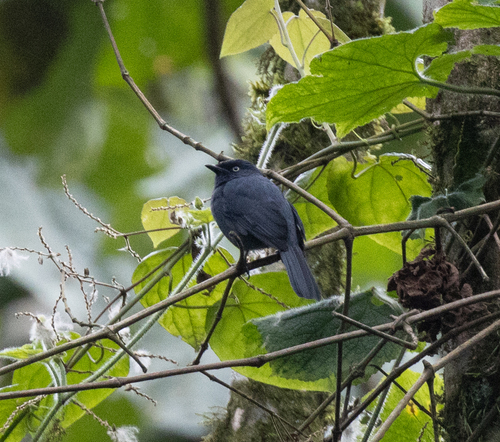 Yellow-eyed Black Flycatcher (Melaenornis ardesiacus), photo 9