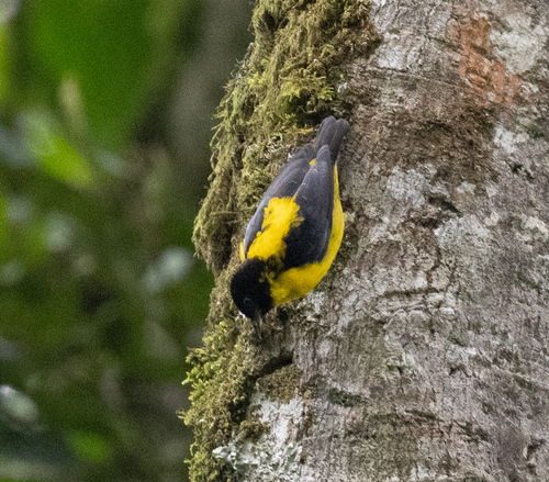 Brown-capped Weaver (Ploceus insignis), photo 3