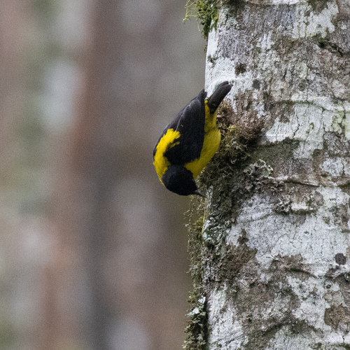 Brown-capped Weaver (Ploceus insignis), photo 8