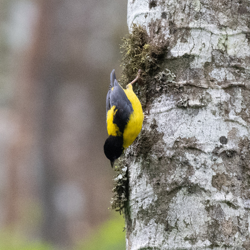 Brown-capped Weaver (Ploceus insignis), photo 9