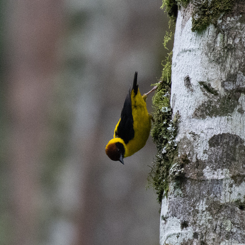 Brown-capped Weaver (Ploceus insignis), photo 8