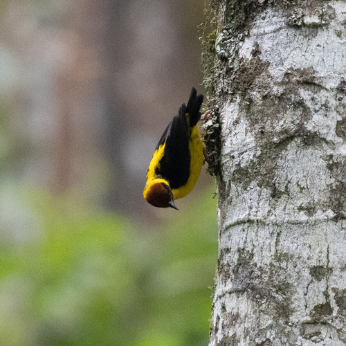 Brown-capped Weaver (Ploceus insignis), photo 6