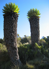 Dendrosenecio