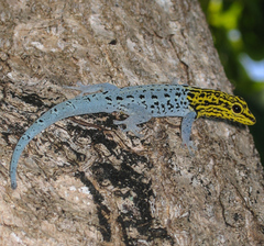 Lygodactylus picturatus