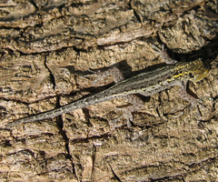 Lygodactylus picturatus