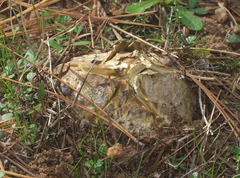 Scleroderma texense