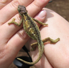 Trioceros sternfeldi