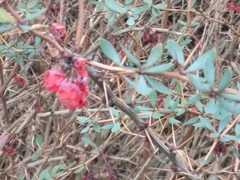 Berberis aggregata