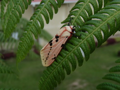 Spilosoma ericsoni