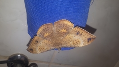 Hemeroblemma opigena