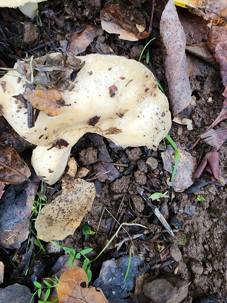 Lactarius alnicola · December 2025 · photo: © rupertclayton (iNaturalist, cc-by)