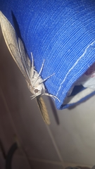 Hemeroblemma opigena