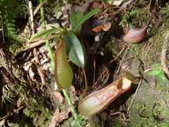 Nepenthes tentaculata