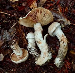 Cortinarius alboglobosus