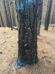 Dendroctonus