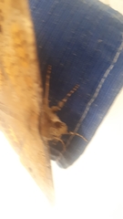 Hemeroblemma opigena