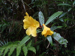 Rhododendron lowii