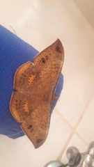 Hemeroblemma opigena