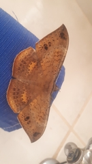 Hemeroblemma opigena