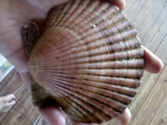 Aequipecten tehuelchus